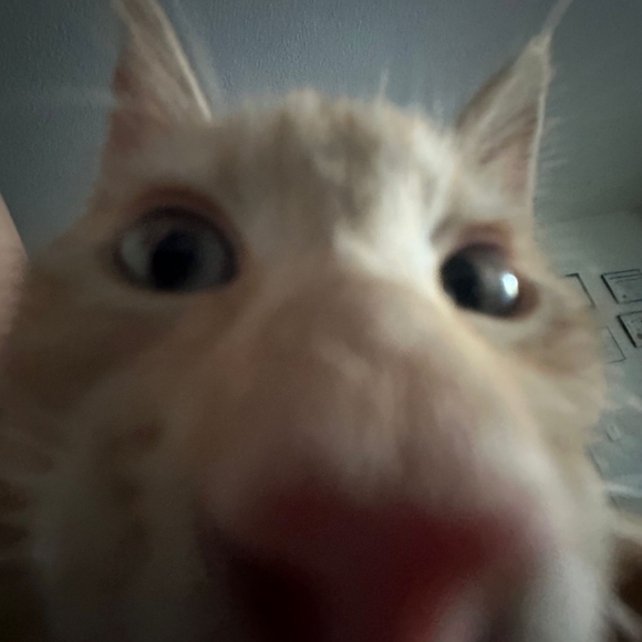 Meet your Posher, Ariel - Picture 1 of 1